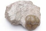Caramel Colored Dysplanus Trilobite - Russia #224903-2